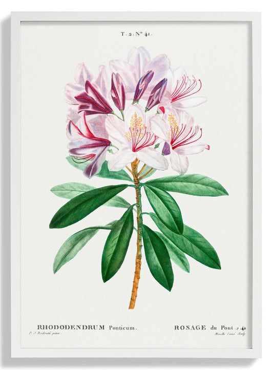 Rhododendron Blume Botanisches Poster