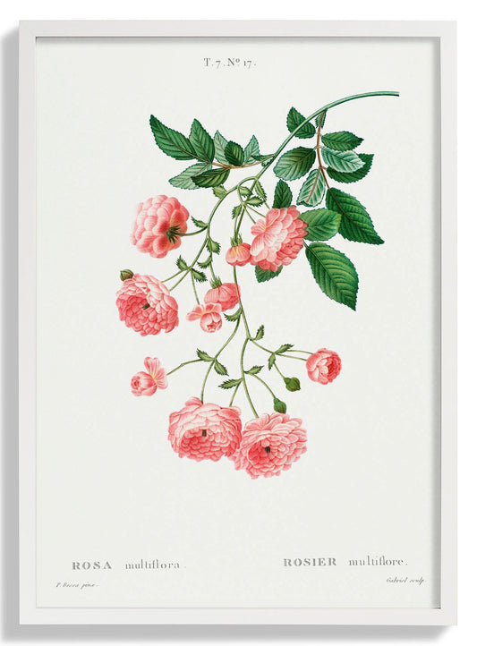 Rosa Multiflora Botanisches Poster