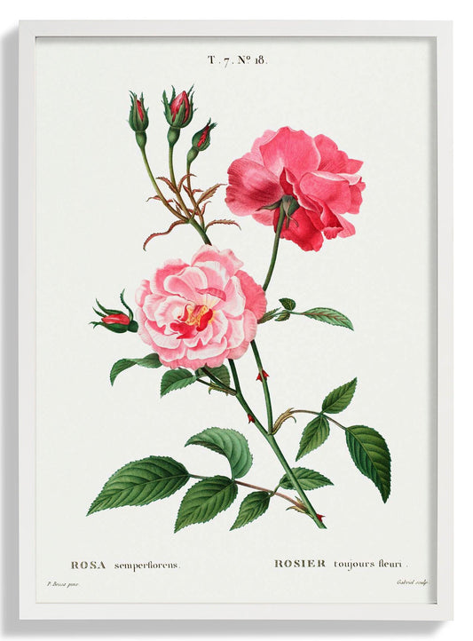 Rosa Semperfloreans Botanisches Poster