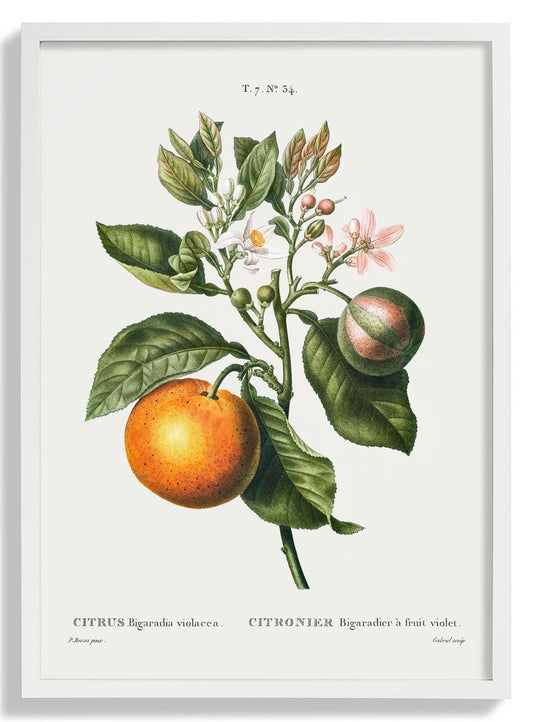 Bitter Orange Flower