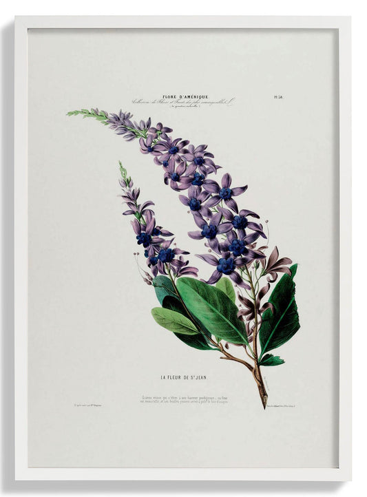 La Fleur De St Jean Botanisches Poster