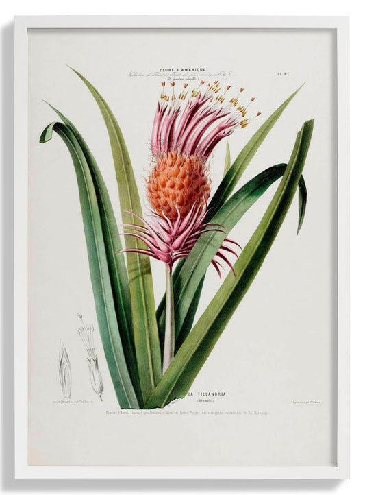 La Tillandria Botanisches Poster