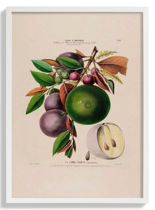 La Pomme Caymite Botanisches Poster