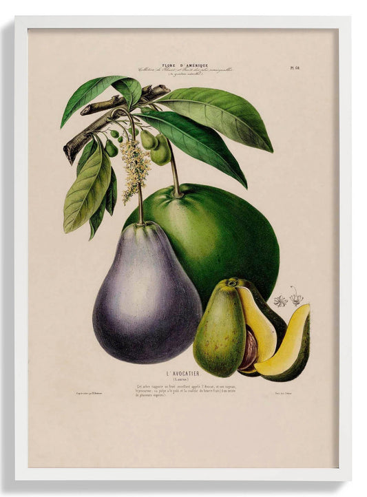 L'Avocatier Botanisches Poster