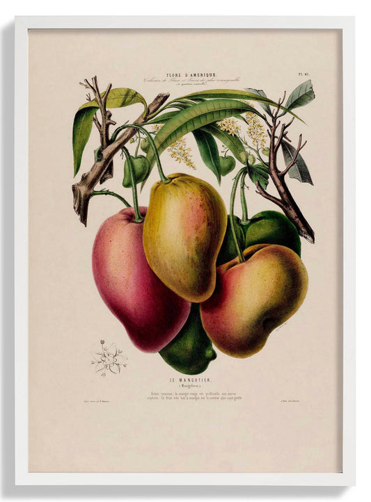 Le Mangotier Botanical Poster