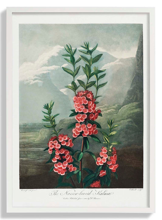 Kalmia from The Temple of Flora