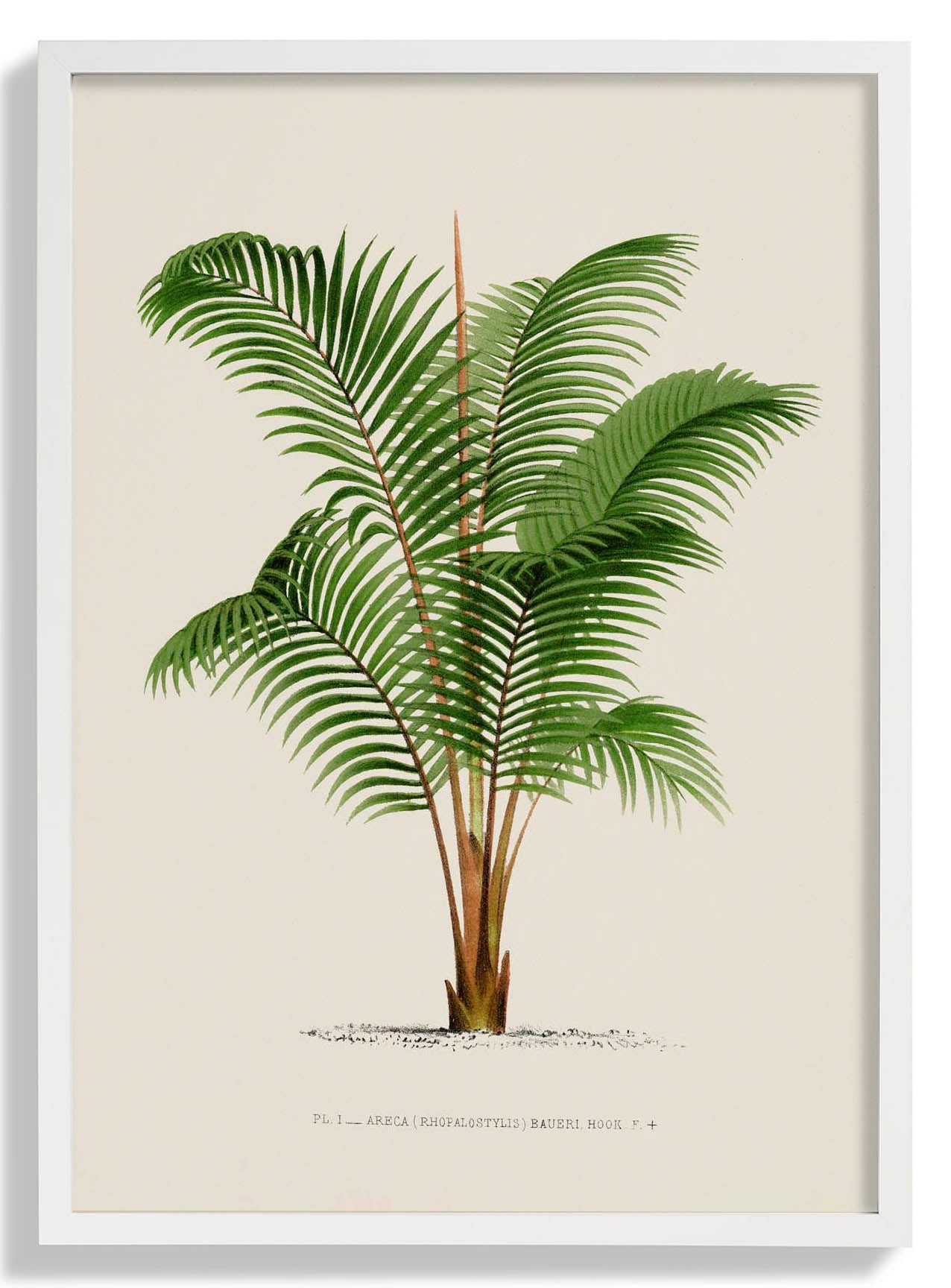 Areca Bauer Palm Tree Art Print