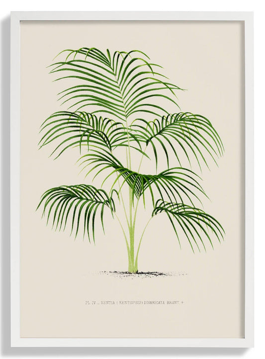 Kentia Divaricata Palm Tree Art Print