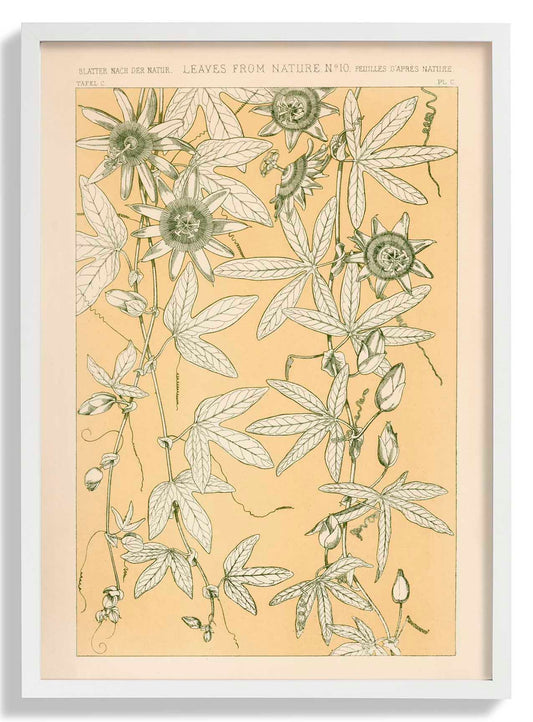 Leaves from Nature Nr 10 by Owen Jones