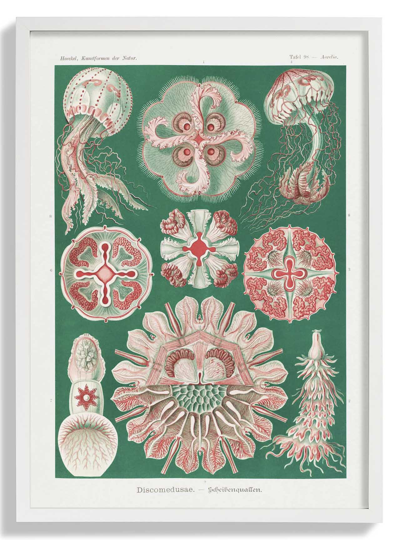Discomedusae Green Pink by Ernst Haeckel with borders