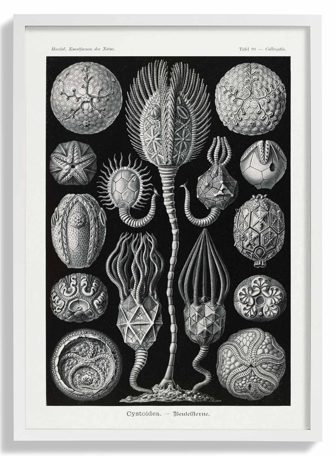 Cystoidea by Ernst Haeckel