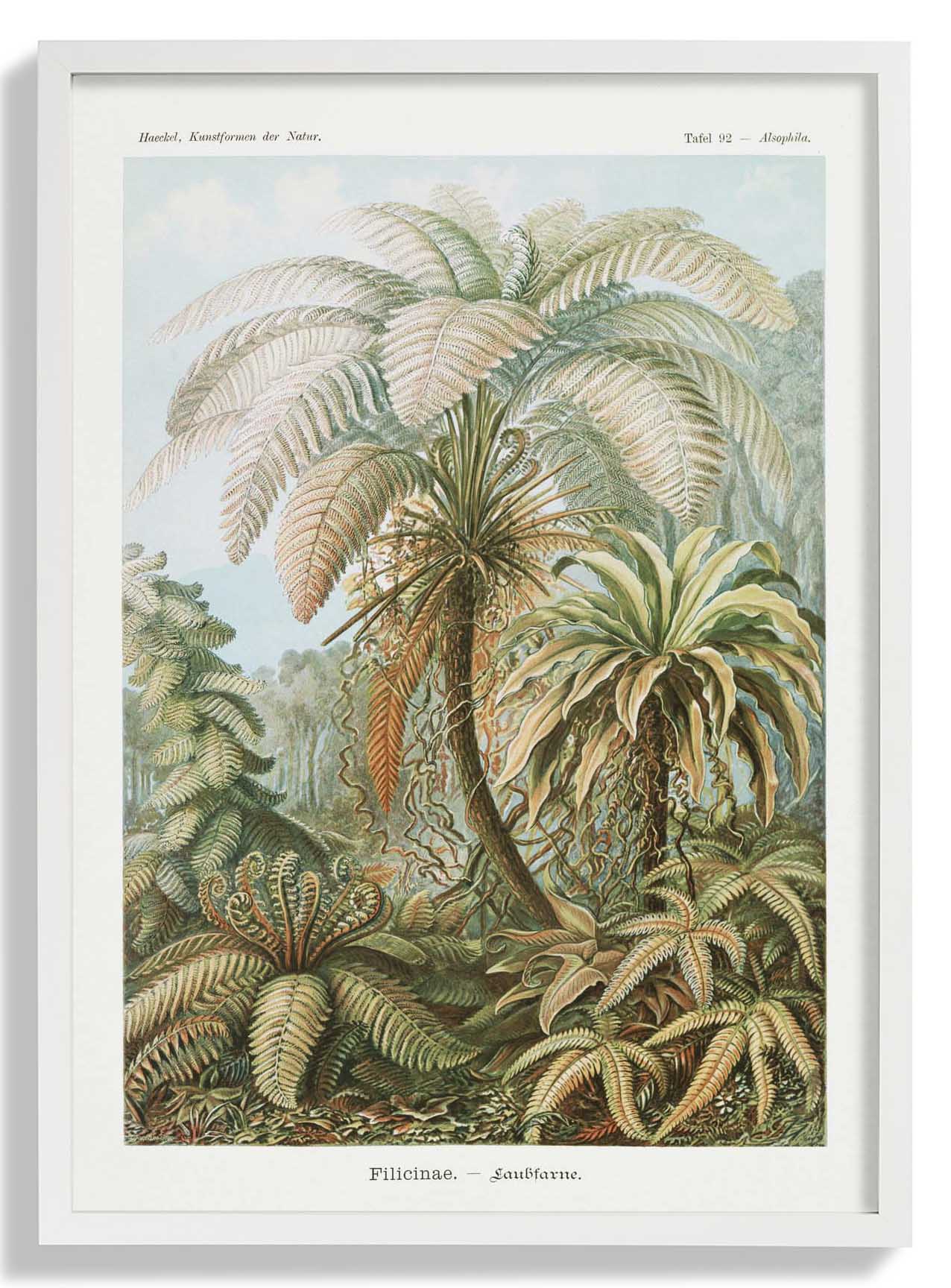 Filicinae Palm Tree by Ernst Haeckel