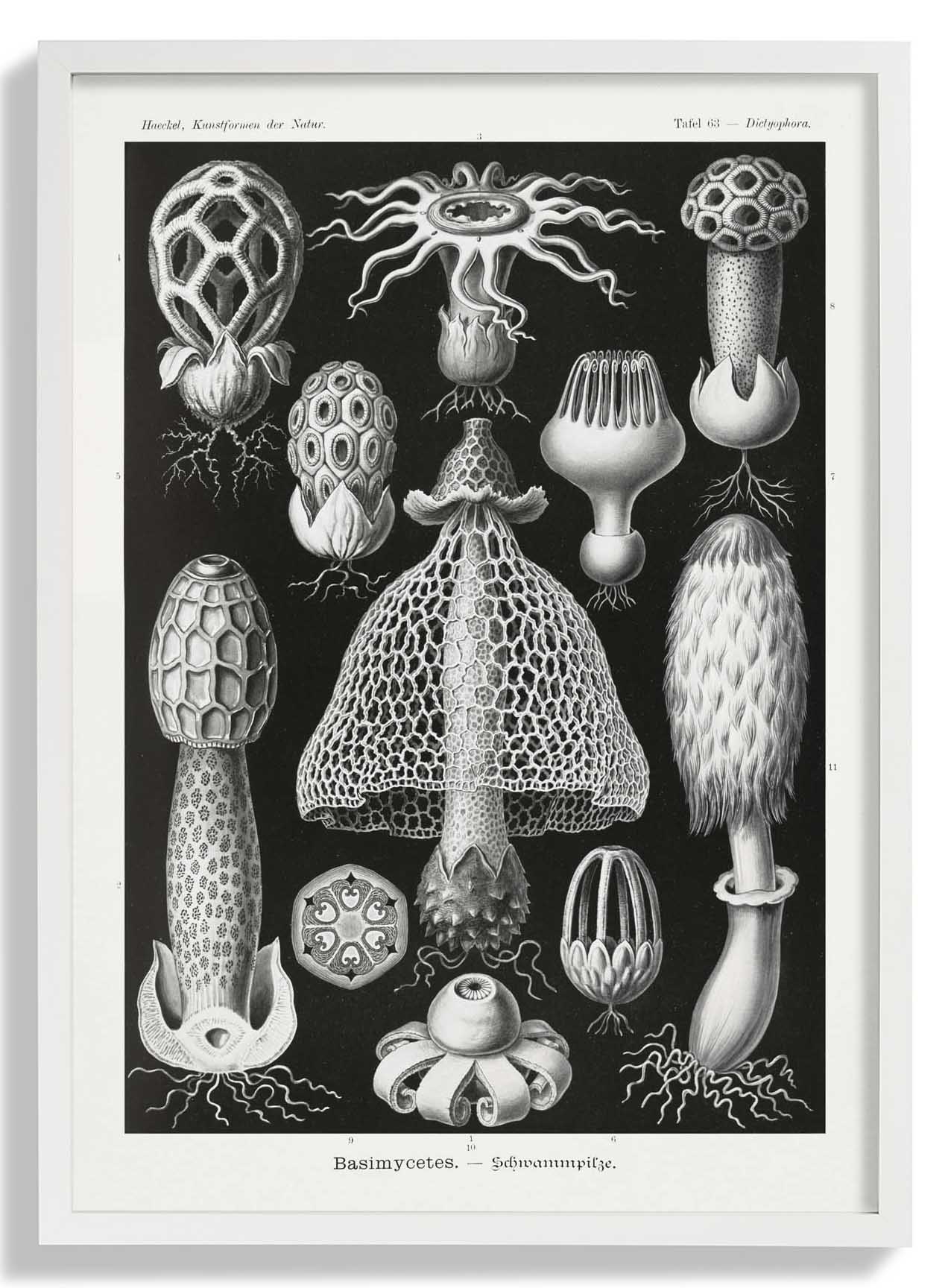 Basimycetes by Ernst Haeckel