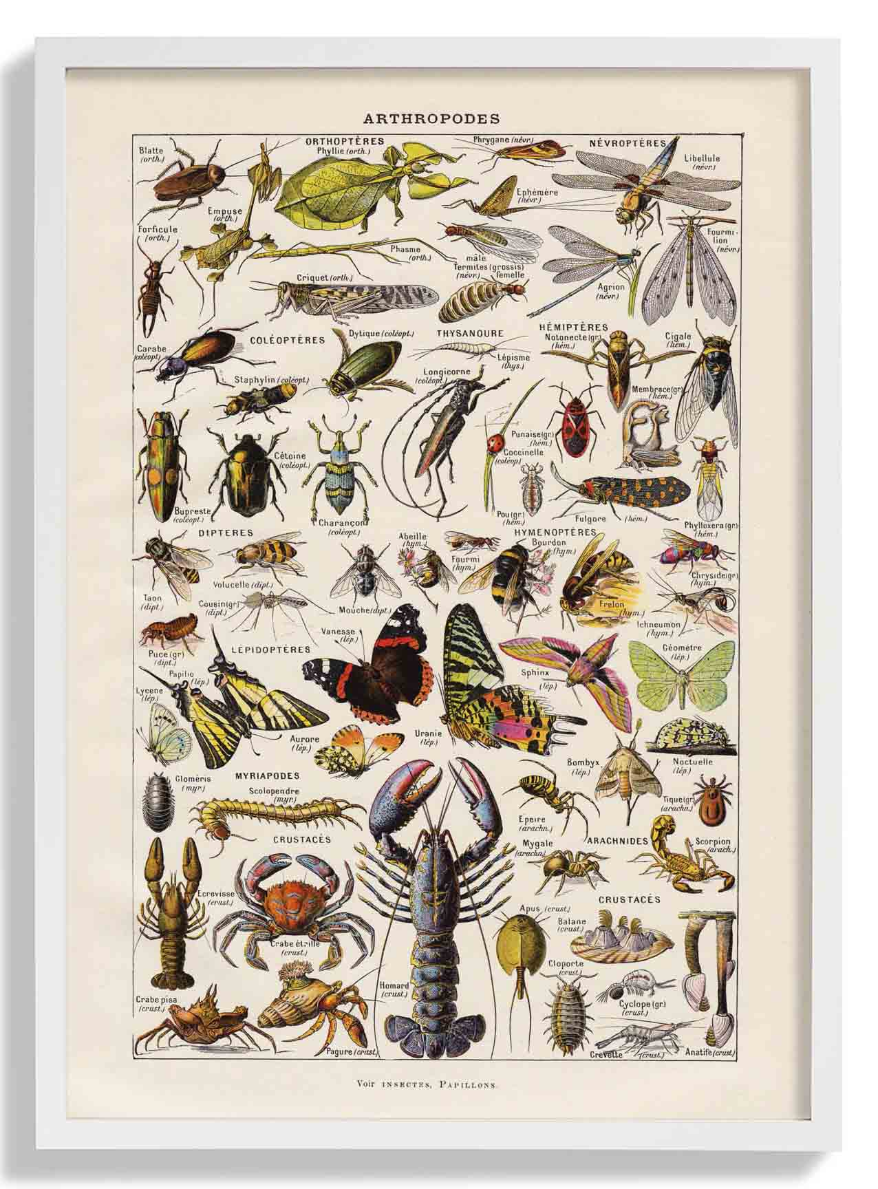 Arthropodes Larousse