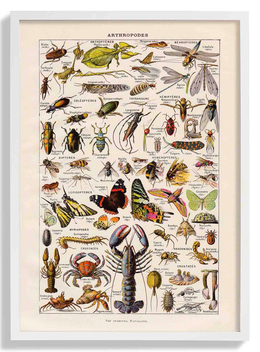 Arthropodes Larousse