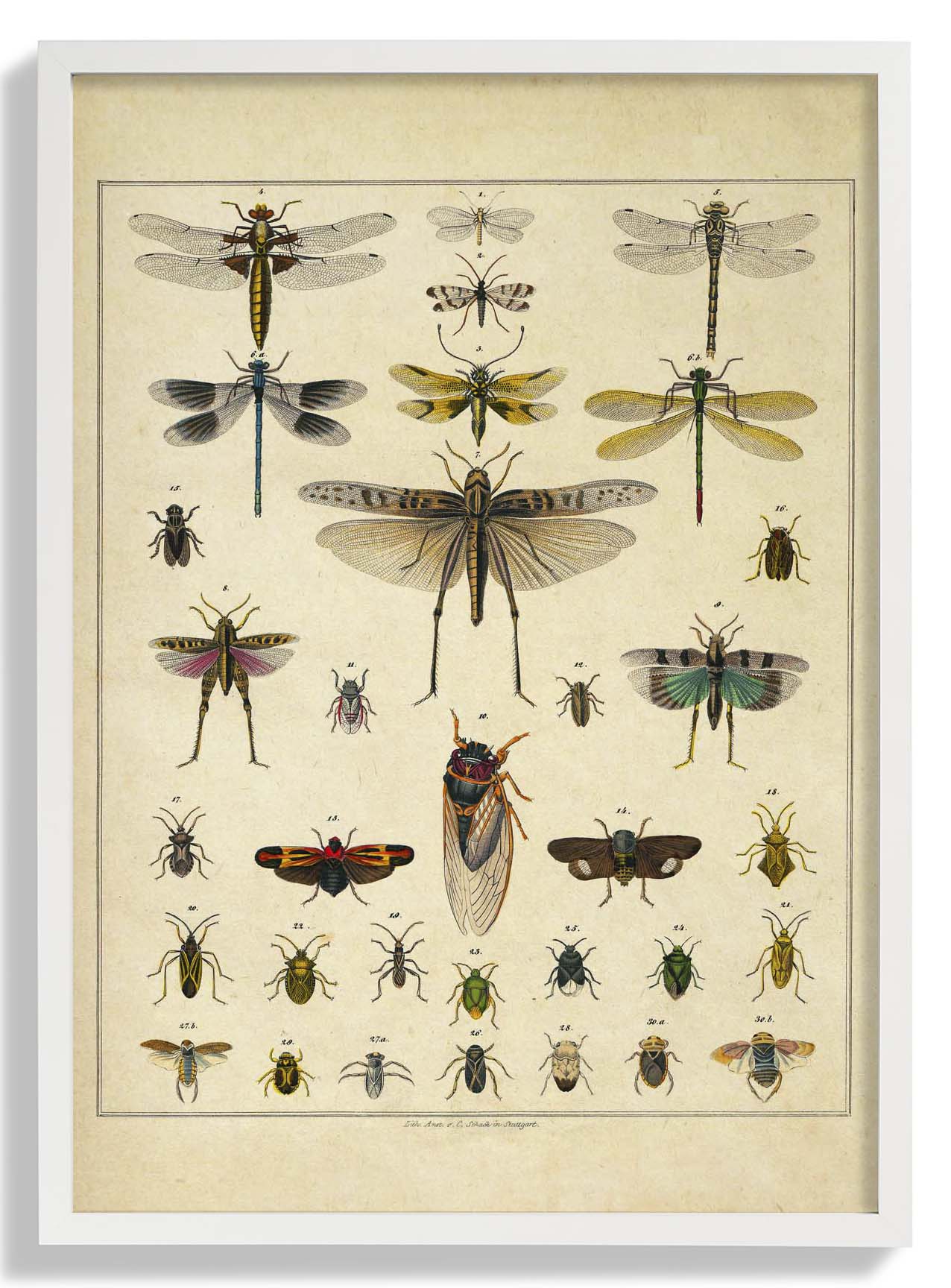 Insects by Oken
