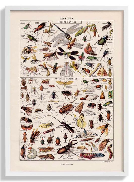 Insects Larousse