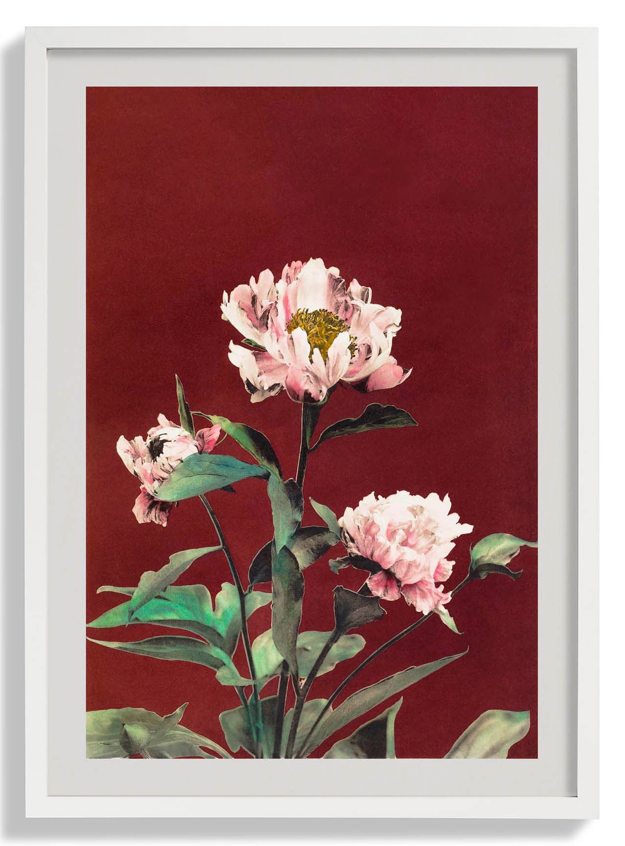Hærdaceous Peony by Ogawa Kazumasa