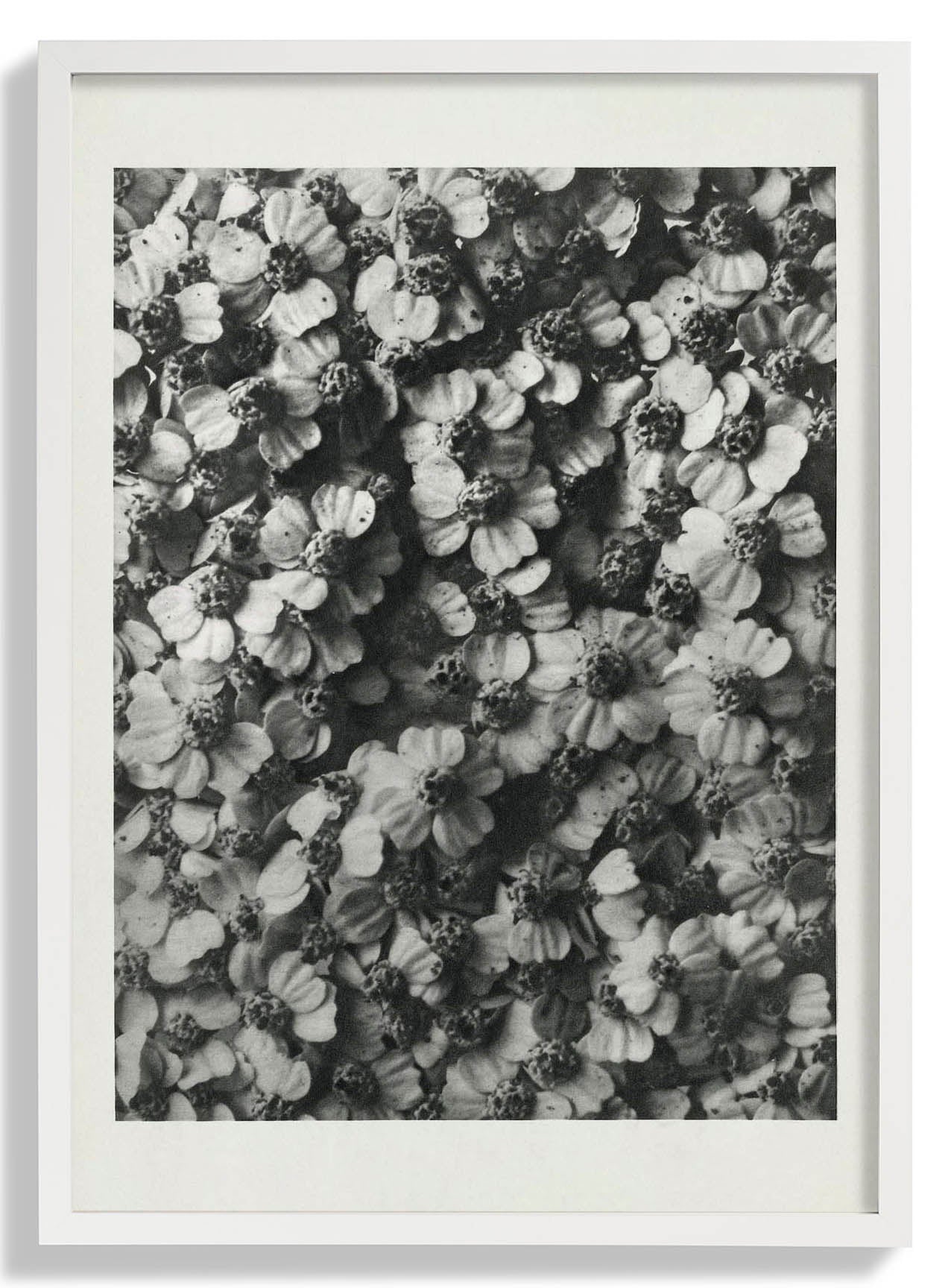 Karl Blossfeldt Pflanzenfotogravur Nr 68