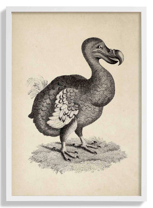 Antique Dodo