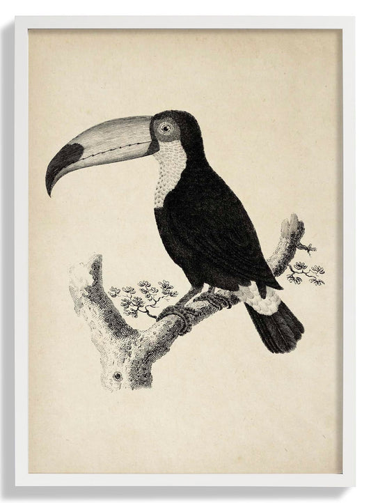 Antique Toucan