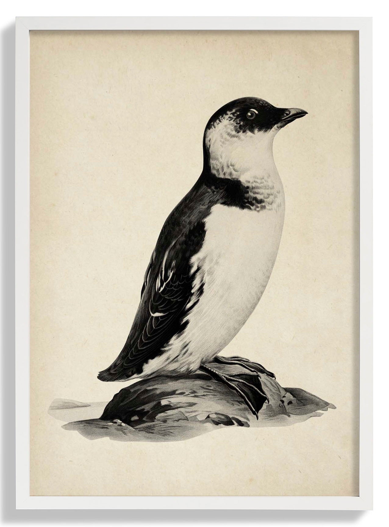 Antique Penguin
