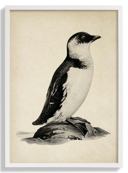 Antique Penguin