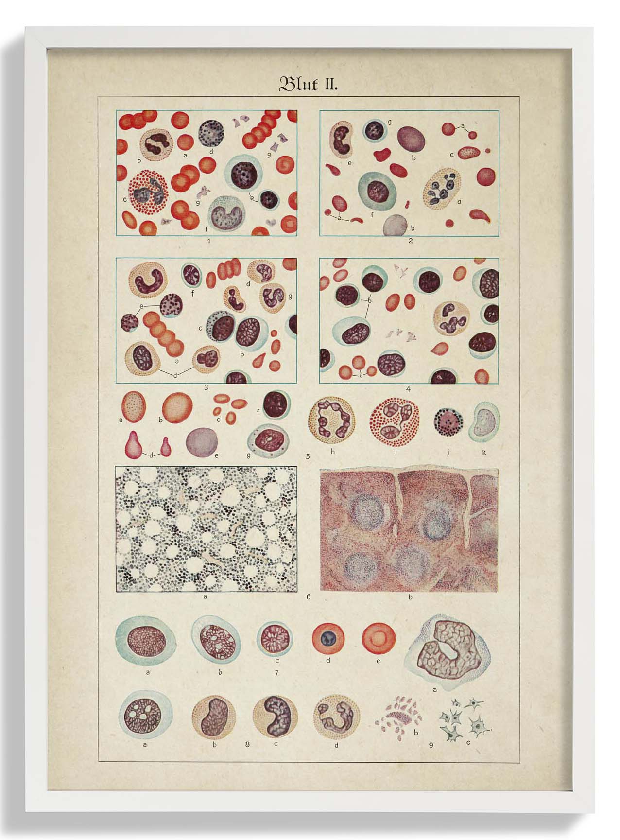 Antique Blood Cells