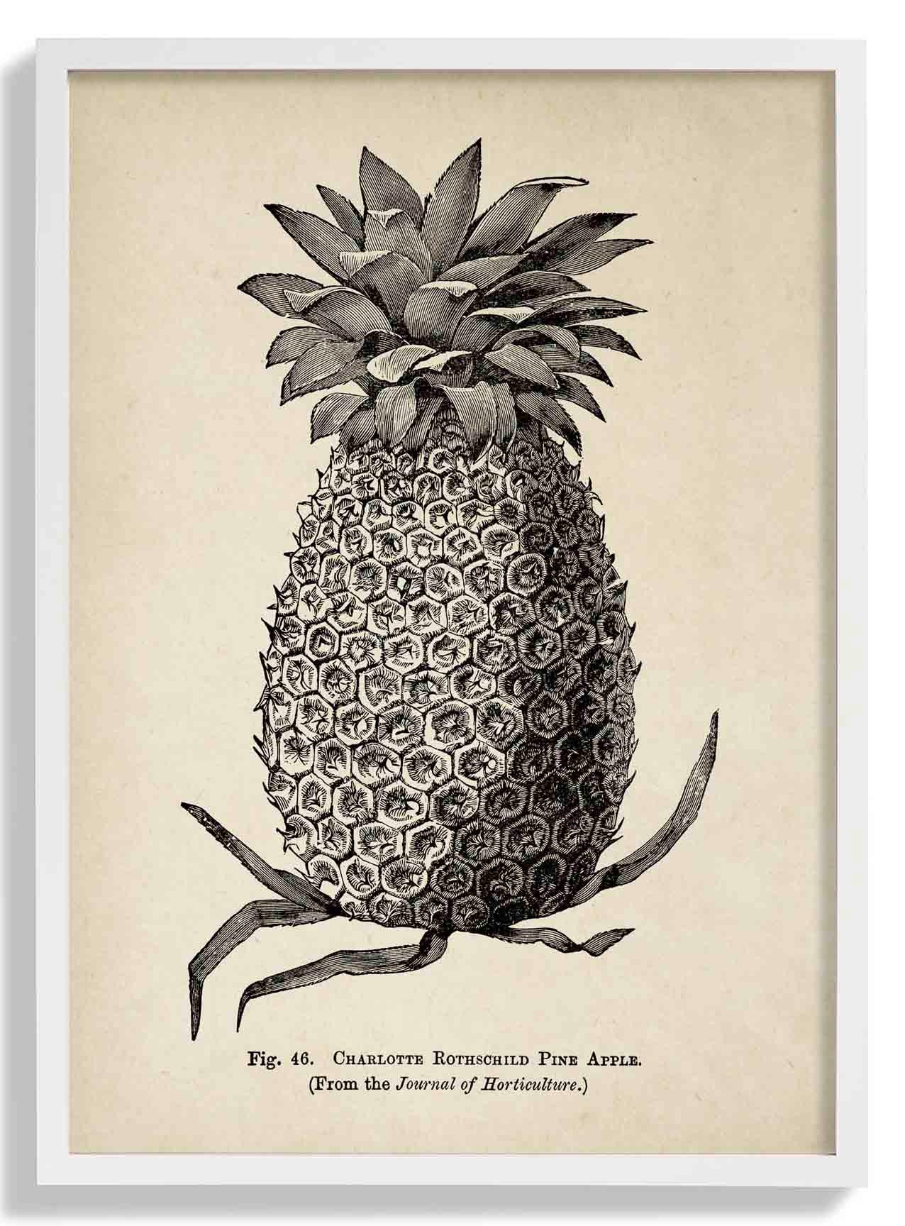 Antique Pineapple