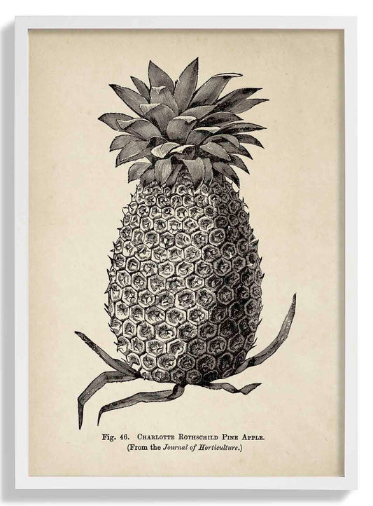 Antique Pineapple