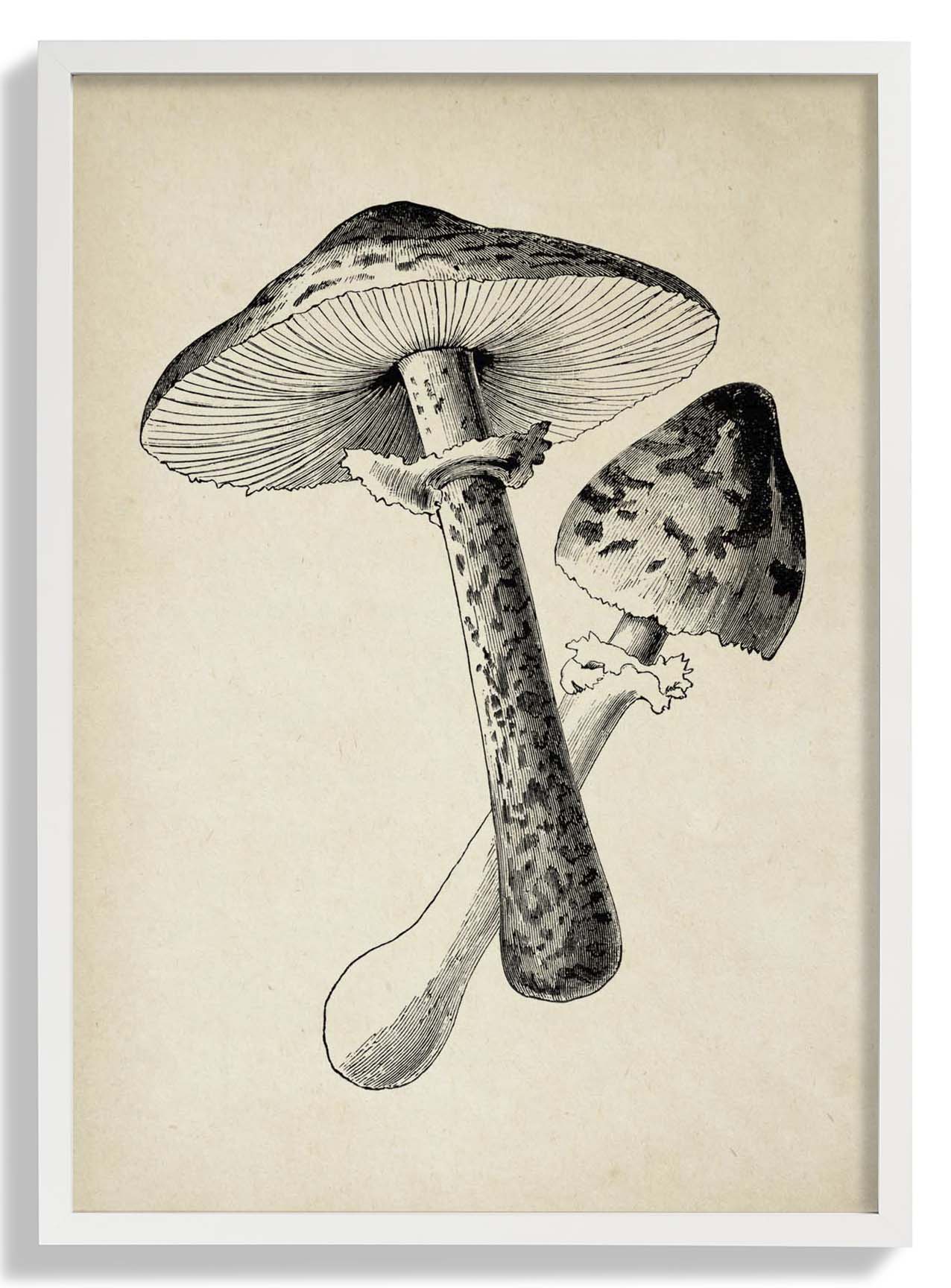 Antique Mushroom