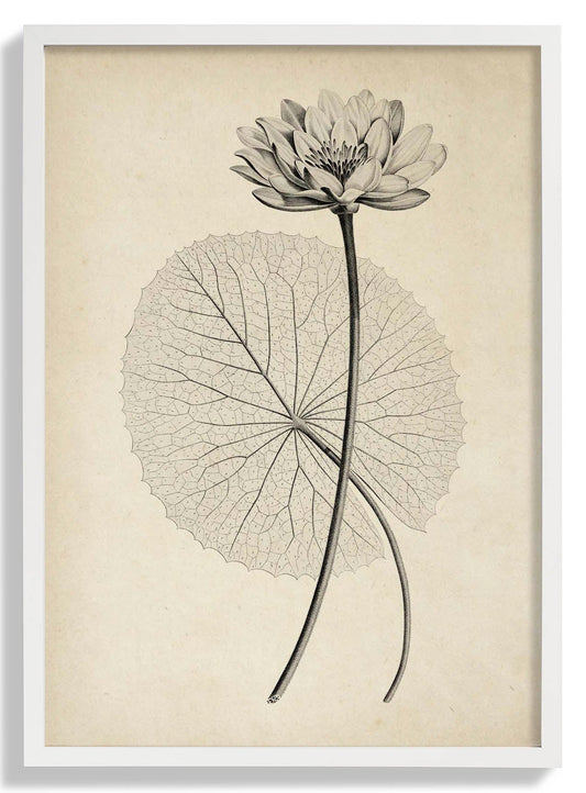 Antique White Egyptian Lotus Flower