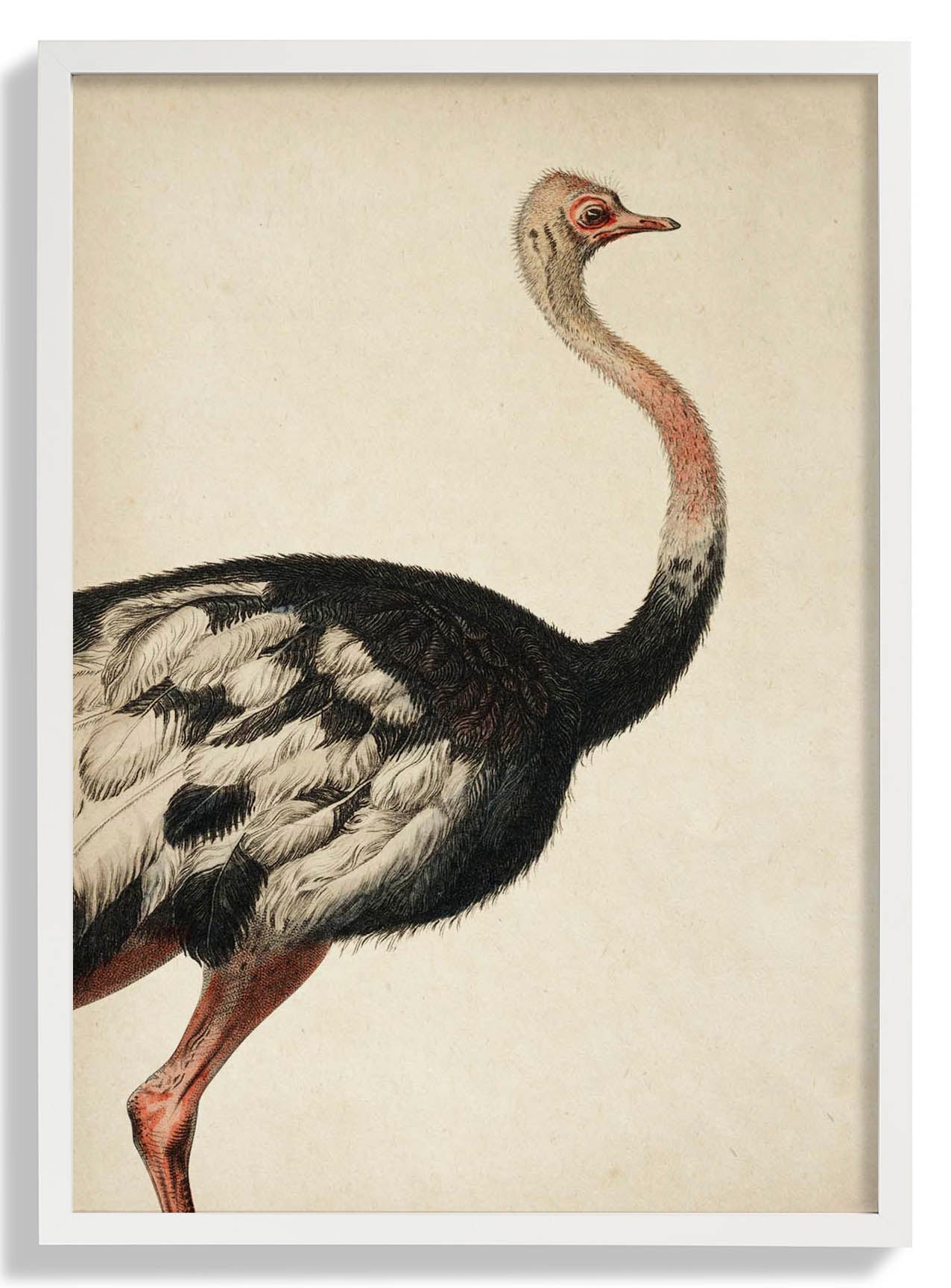 Antique Ostrich I