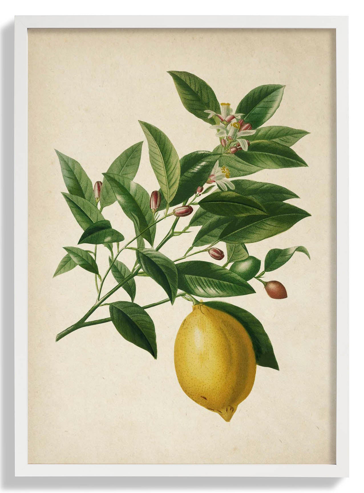 Antique Lemon