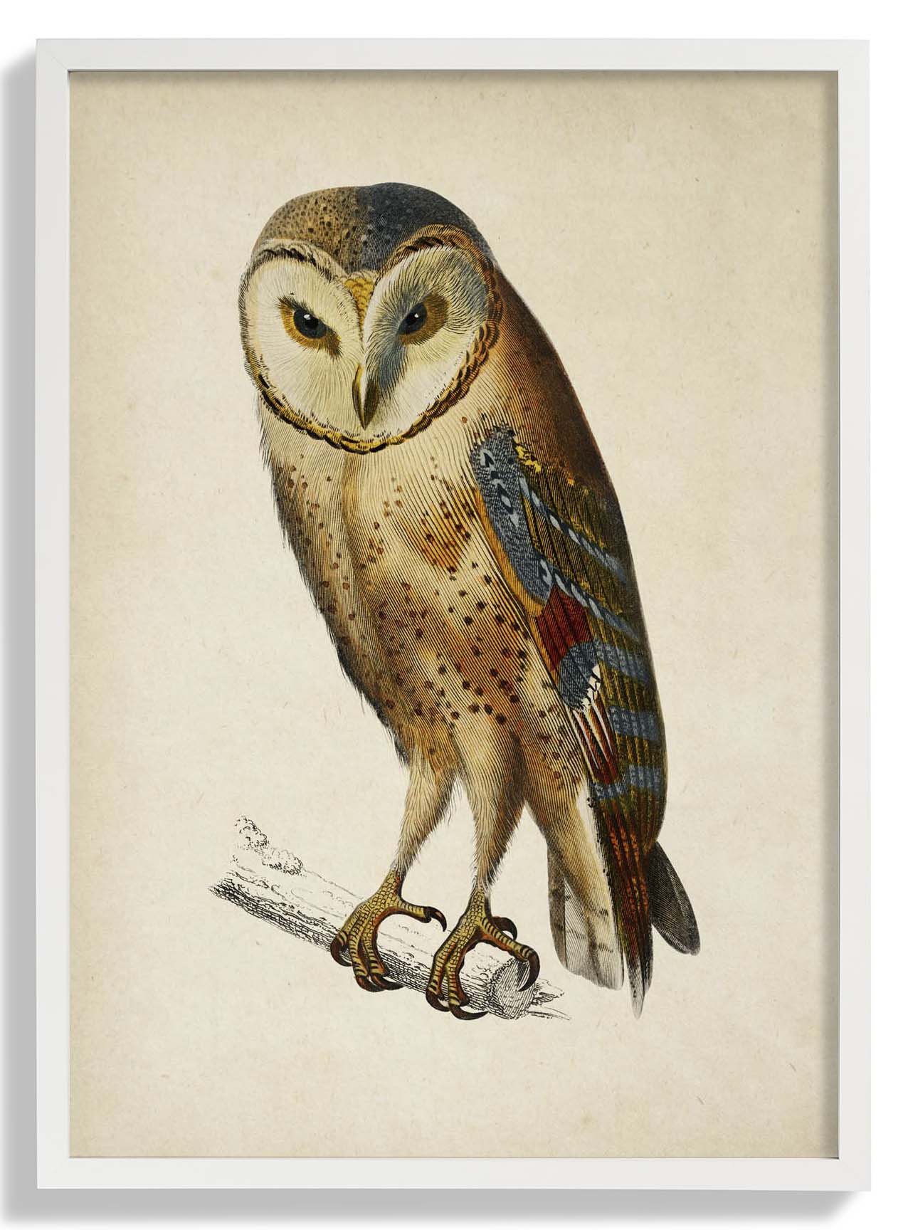 Antique Owl