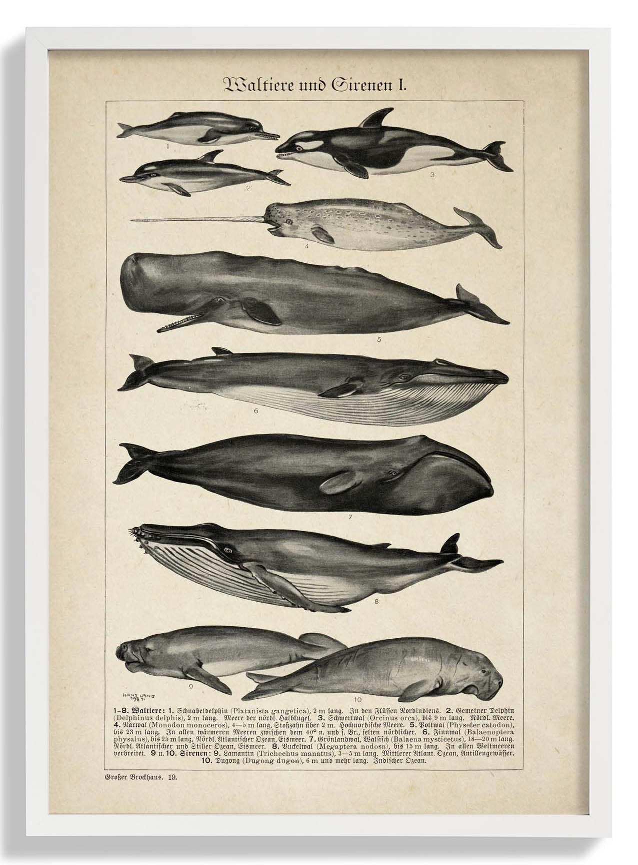 Antique Whales