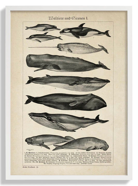 Antique Whales