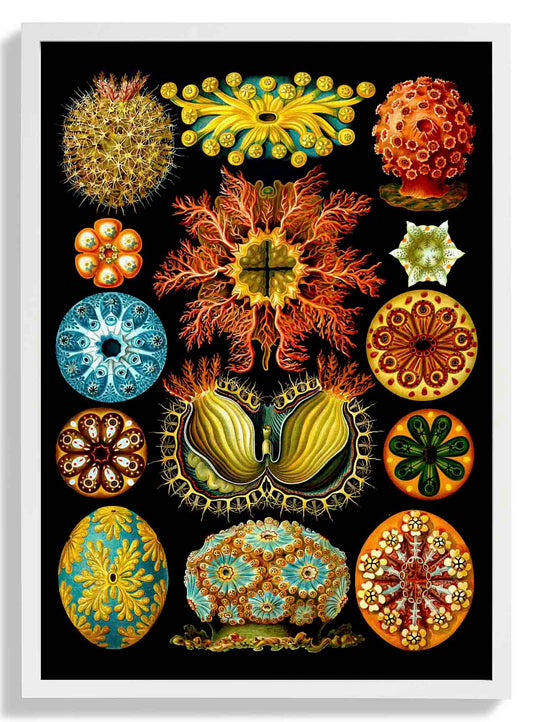 Colourful Corals Embryology by Ernst Haeckel