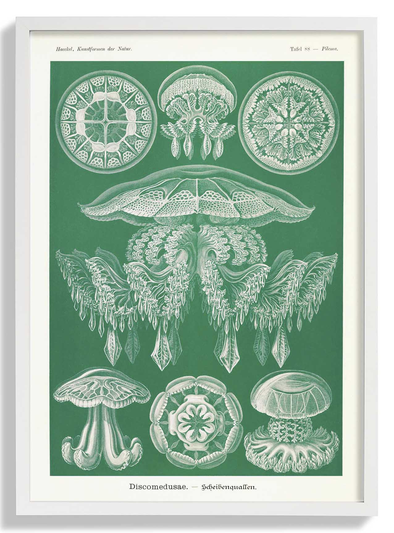 Discomedusae Green Jellyfish by Ernst Haeckel with borders