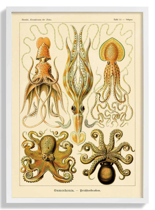 Gamochonia by Ernst Haeckel