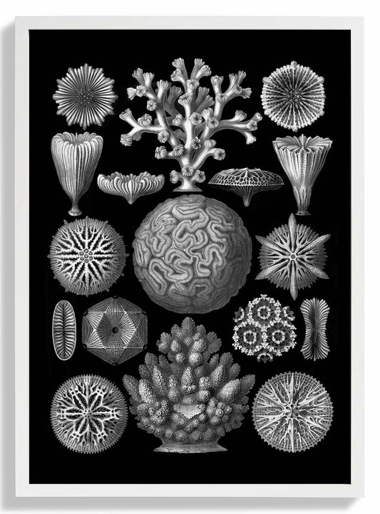 Hexacoralla by Haeckel