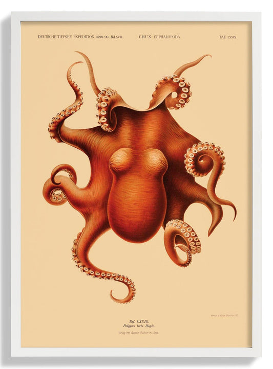 Oktopus Polypus