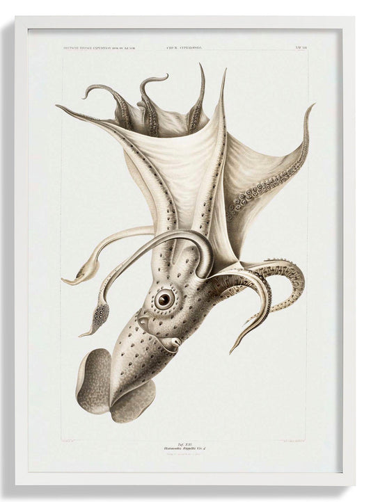Bleicher Tintenfisch Poster