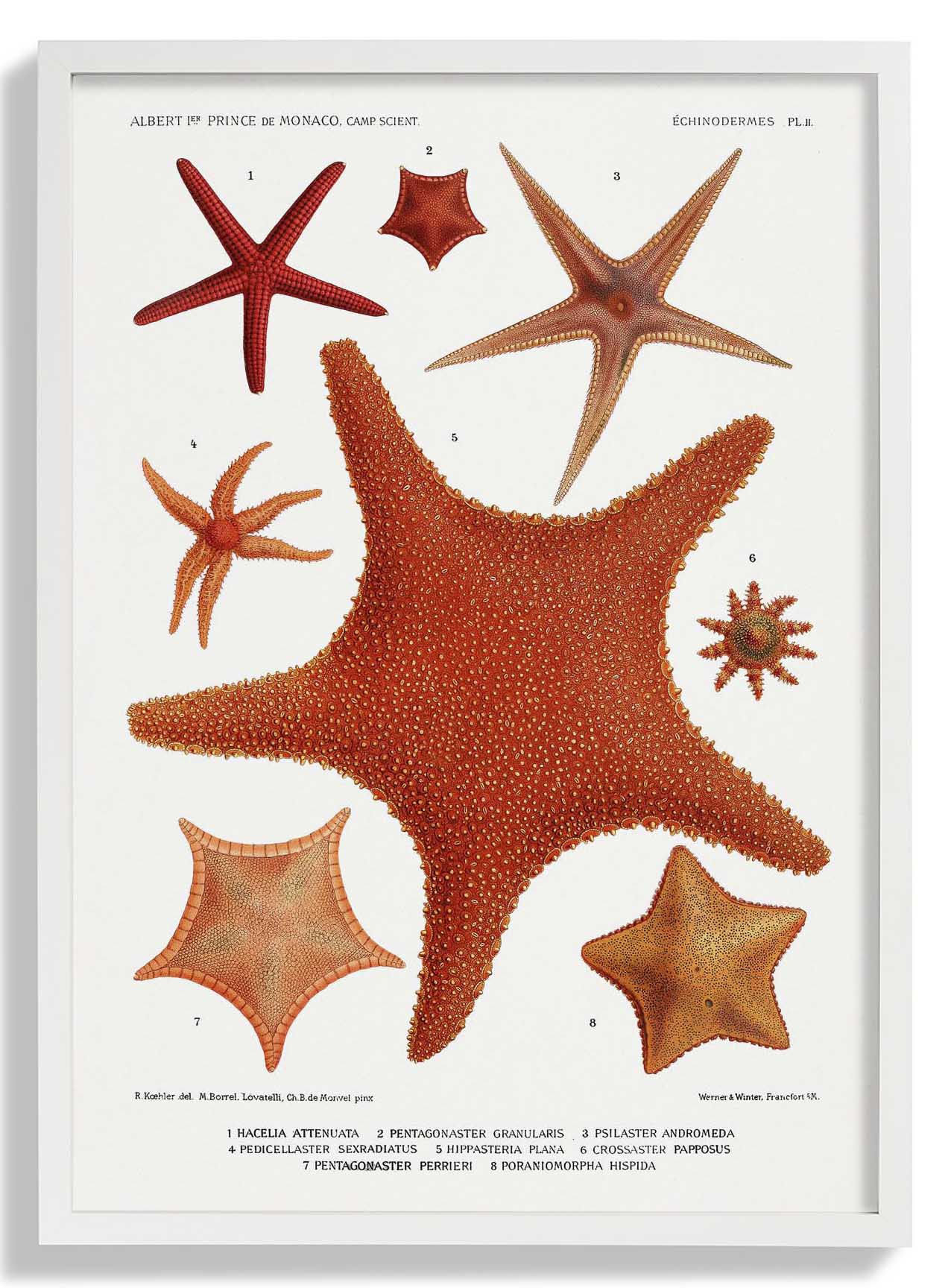 Starfish Varieties 2