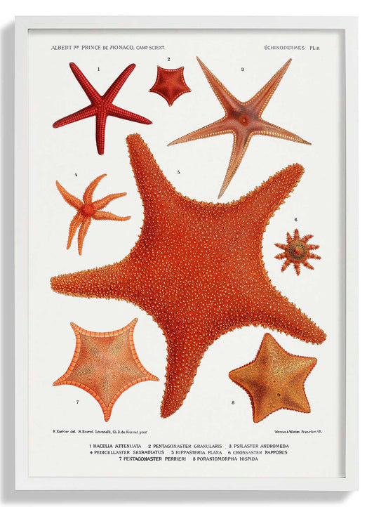 Seestern-Sorten-Tabelle 2 Poster