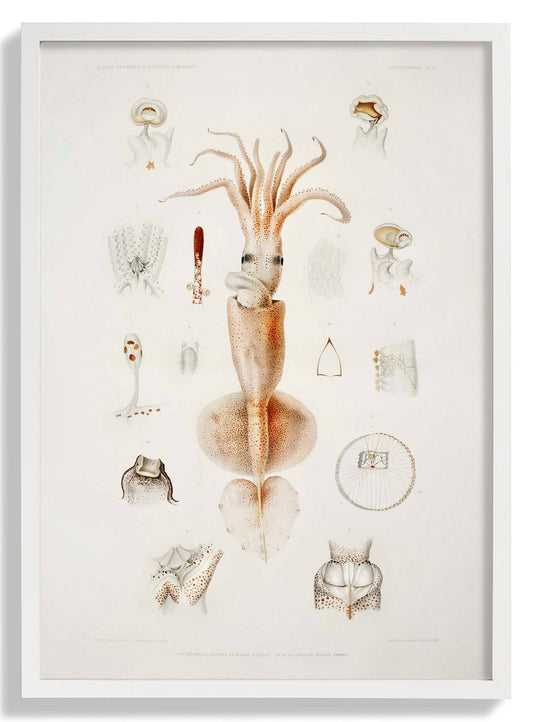 Äußere und innere Organe von Tintenfischen Poster