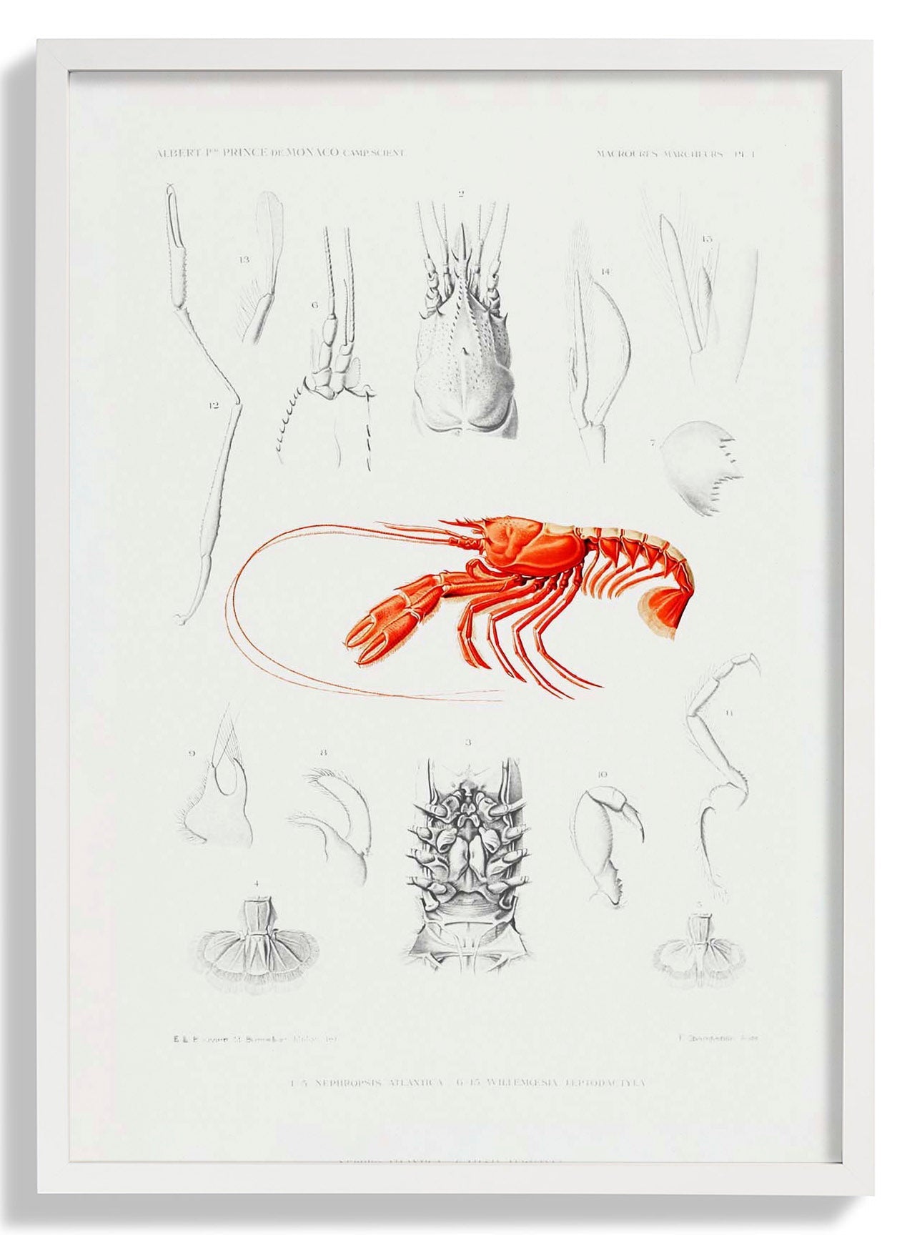 Shrimps External and Internal Organs