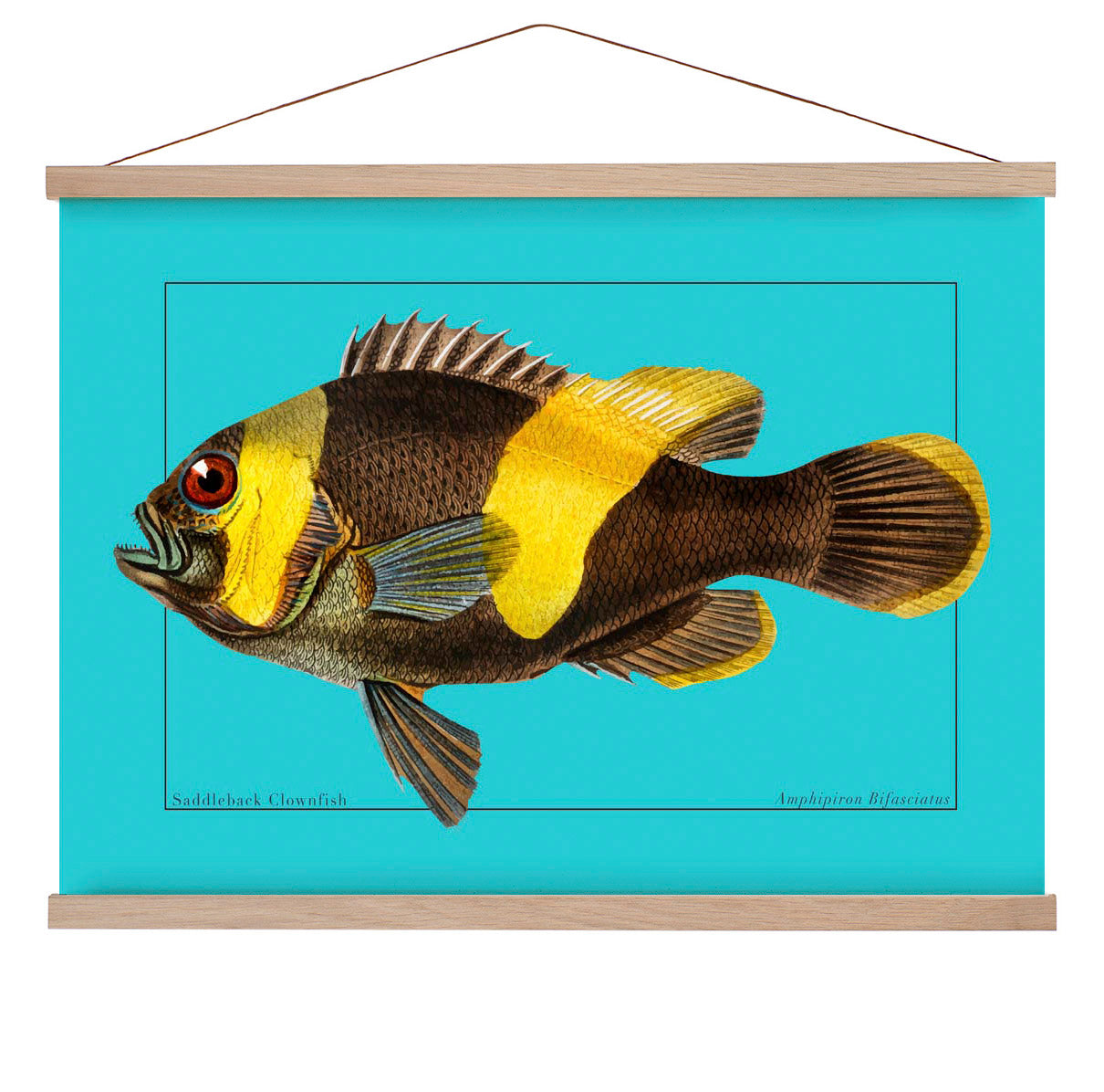 Clownfish Marine Life