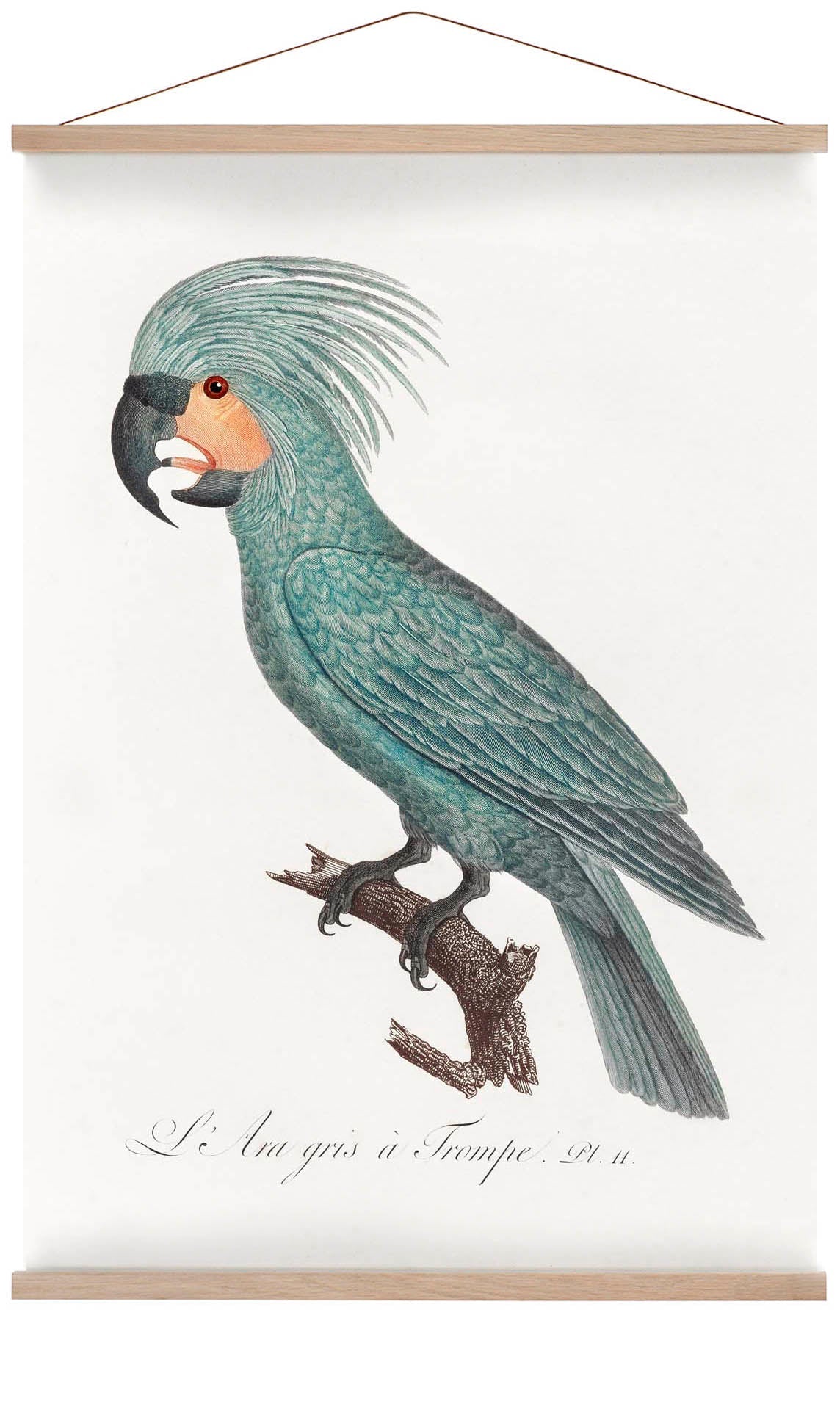 African Grey Parrot Animal Print