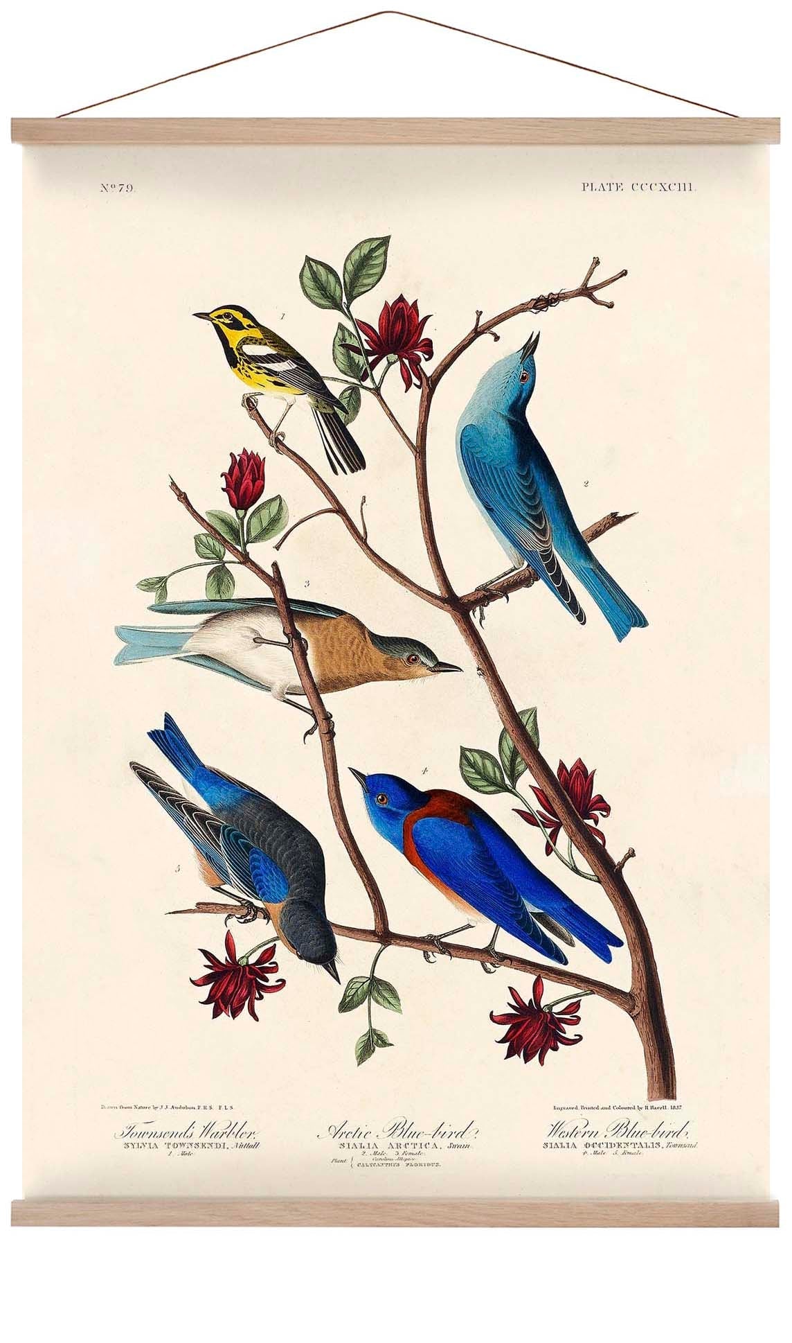 Artic and Western Blu-Bird